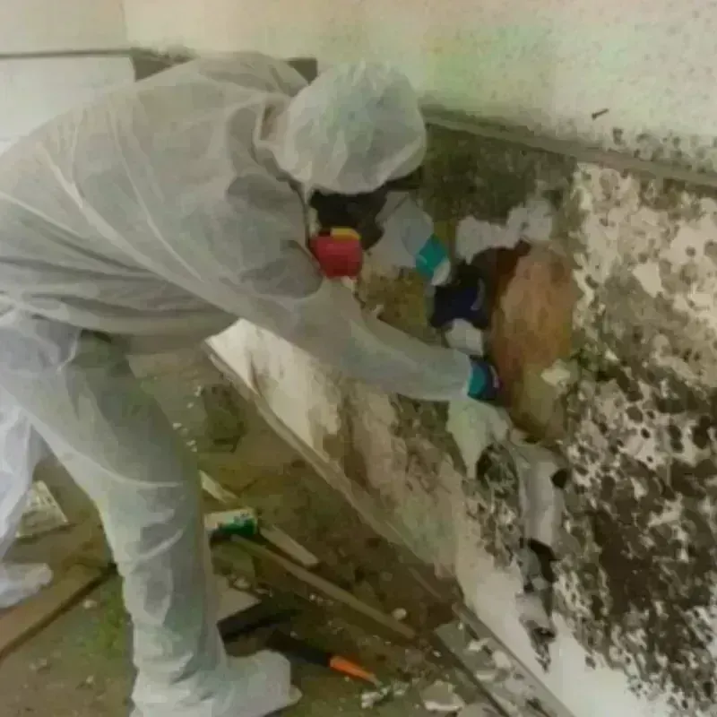 Mold Remediation and Removal in Charlotte, VT